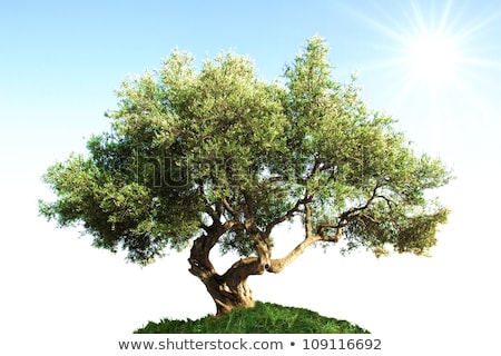 Foto stock: Olive Tree On Drought Meadow