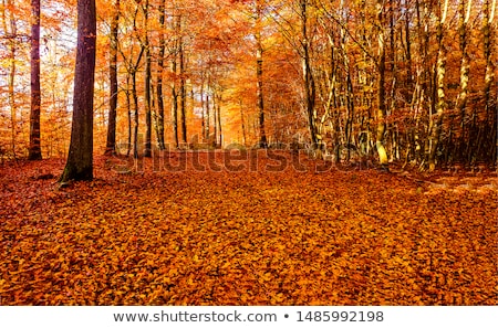 Foto d'archivio: Autumn Forest