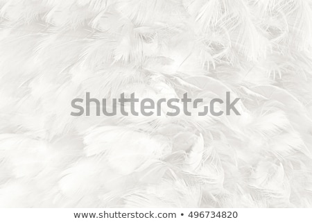 Stock photo: Feather Texture
