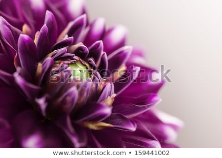 Foto stock: Purple Lilac Flowers Close Up
