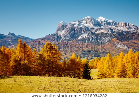 Stock photo: Magical Yellow Larches Location Place Dolomiti Alps Cortina D