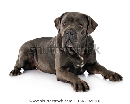 Italian Mastiff [[stock_photo]] © cynoclub