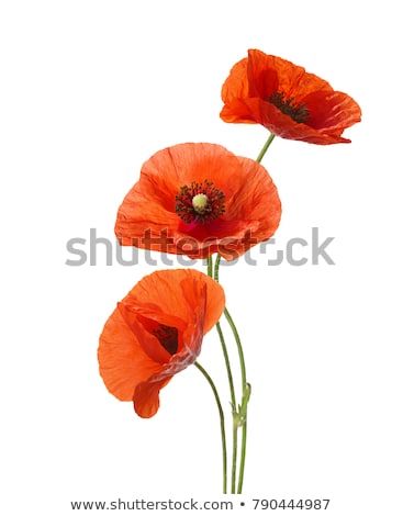 Foto d'archivio: Red Poppies On A White Background