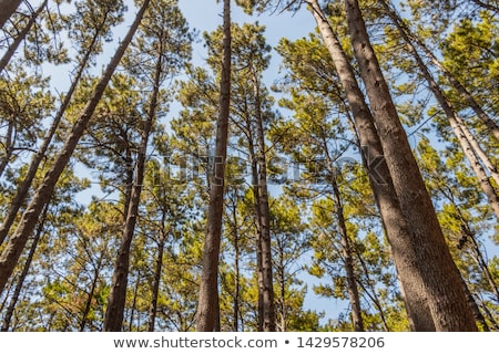 Stok fotoğraf: Tall Pine Tree Seen From Below