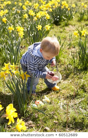 Stockfoto: Young Boy On Easter Egg Hunt In Daffodil Field