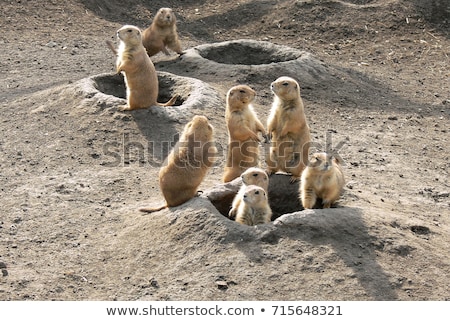 Stockfoto: Black Tailed Prairie Dog