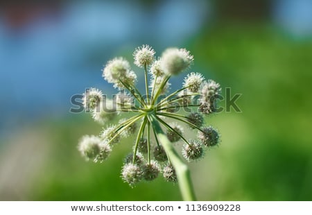 Angelica Plan Gros Plan [[stock_photo]] © Fanfo