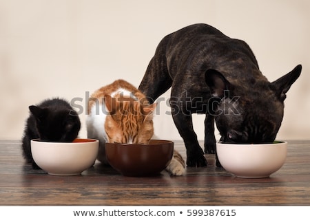 Stock fotó: Row Of 3 Pet Food Bowls