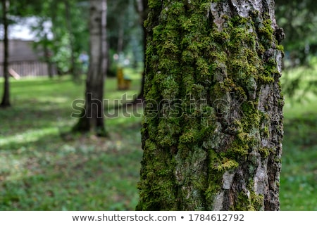 Stock foto: Old Tree Bark Closeup