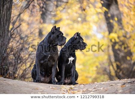 Сток-фото: Portrait Of An Adorable Cane Corso