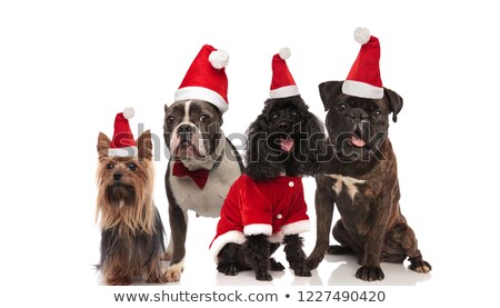 Stock foto: Four Adorable Dogs Of Different Breeds Wearing Santa Costumes