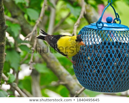 [[stock_photo]]: Male Black Headed Goldfinch