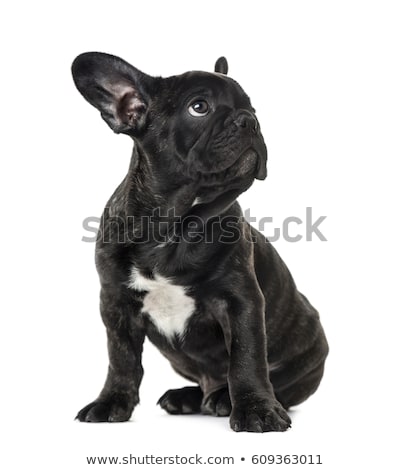 Stockfoto: French Bulldog Looking Away Curious