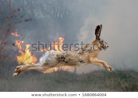 Stock foto: Smoke And Nature In Earth