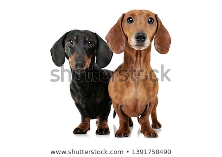 Foto stock: An Adorable Short Haired Dachshund Standing On Two Legs