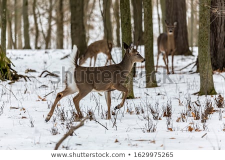 Stock photo: Whitetail Deer Doe