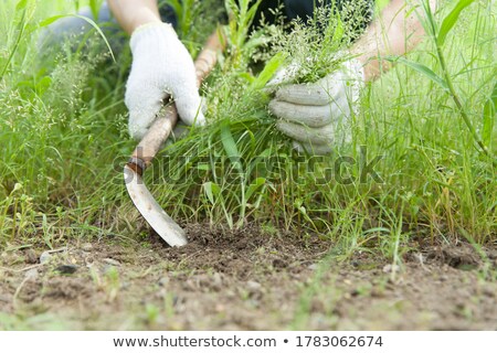 ストックフォト: Man And Weed Leaf