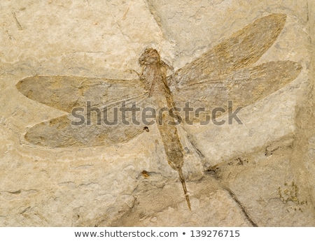 Stock photo: Dragonfly On A Rock