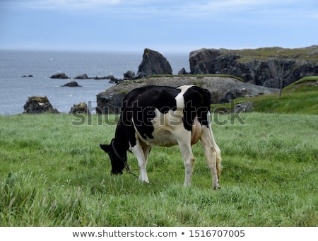 Stockfoto: Cow Grazing At The Meadow On The Cliffs Of The Shoreline