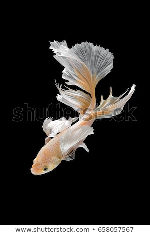 Stockfoto: Koi Fish Swimming Abstract