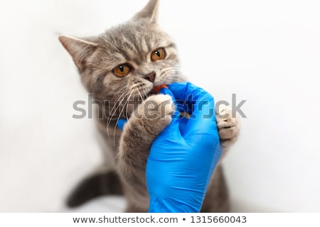 Stok fotoğraf: Vet Giving A Cat A Check Up