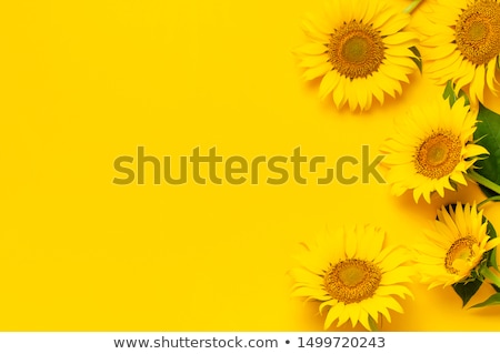 Stockfoto: Flowers Of Sunflower Leaves And Seed Autumn Concept