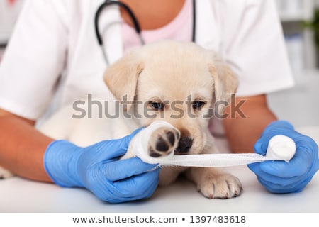 Stockfoto: Veterinarian Medicine On Wound Paw