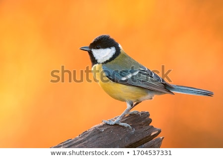 Сток-фото: Great Tit Or Yellow Bellied Tit Bird