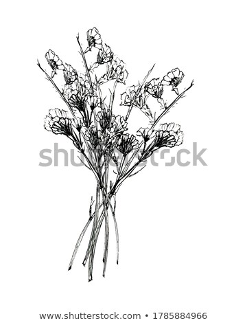 Foto stock: Perfume Bottles Silhouette With Herbs And Flowers Illustration