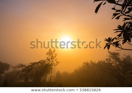 Stok fotoğraf: Fog On The Lake With The Sun Rising