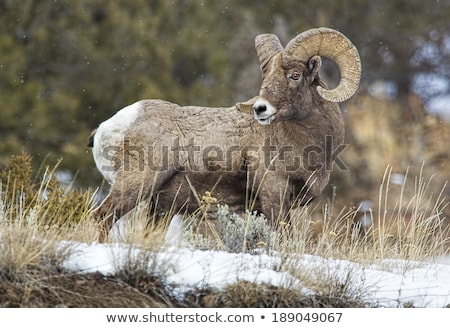 Stock fotó: Profile Of Bighorn Sheep