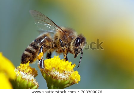 Stockfoto: Honeybee