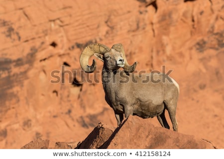 Stock photo: Desert Bighorn Sheep