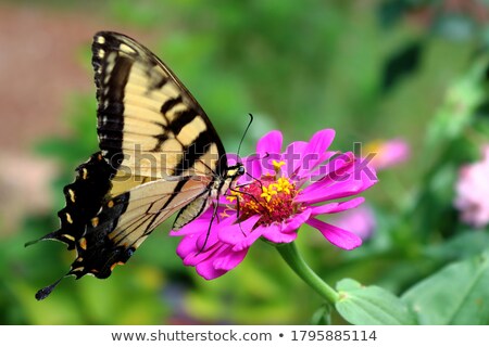 Stockfoto: Macro Photograph Of A Butterfly Wing