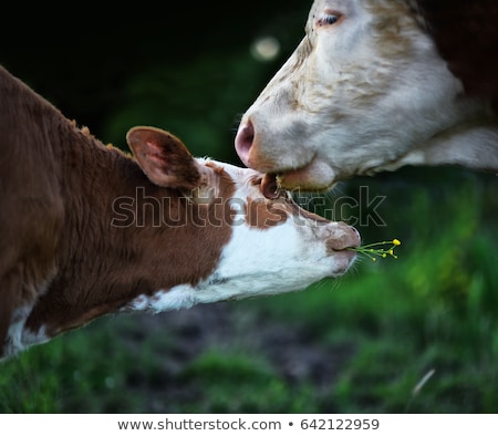 Stock fotó: Bull Calf Loves Mother Cow In Meadow