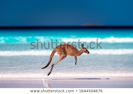 Stock photo: Kangaroo