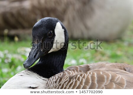 Stock photo: Closeup Shot Of A Canada Goose