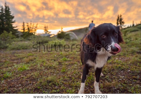 Foto stock: Summer Camp Evening Camp Pine Forest And Rocky Mountains Sunset In The Mountains Climbing Trekk