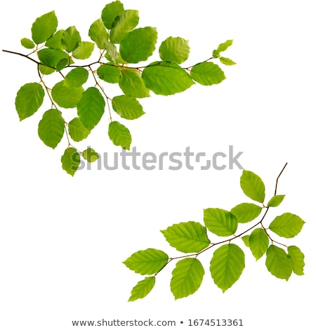 Stock photo: Beech Tree Leaves Isolated On White Background