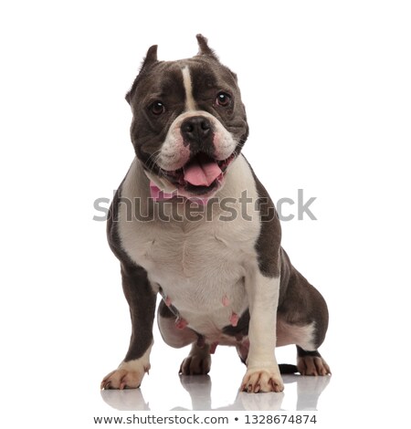 Сток-фото: Classy American Bully Pants While Standing