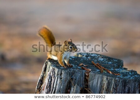 Stok fotoğraf: Alert Red Squirrel On Tree Stump