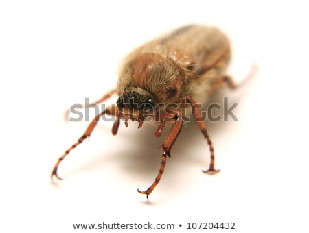 Stock photo: European June Beetle