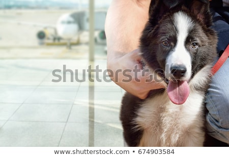 Stock fotó: Airport Canine