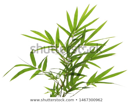 Stock photo: Bambusa Arundinacea Willd And Bamboo Background