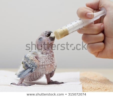 Stockfoto: Baby Parrot