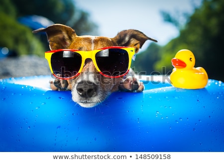 Stockfoto: Dog Sunbathing With Air Mattress