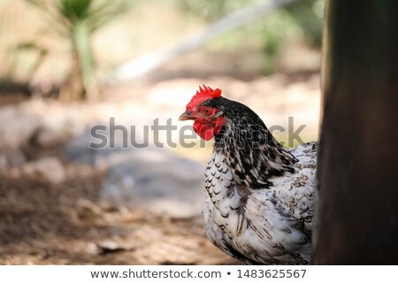 ストックフォト: Colorful Free Range Pet Bantam Rooster