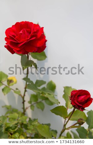 Stock foto: Gift Card With Roses Flowers