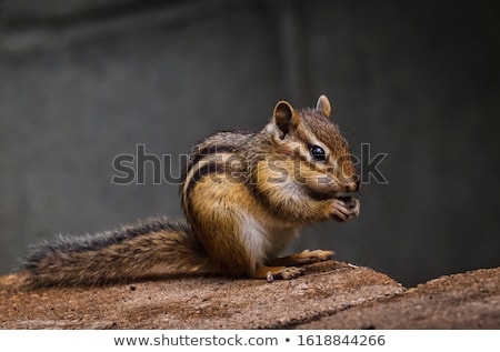 Foto stock: Chipmunk On Stone