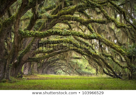 Zdjęcia stock: Oak Trees And Ferns